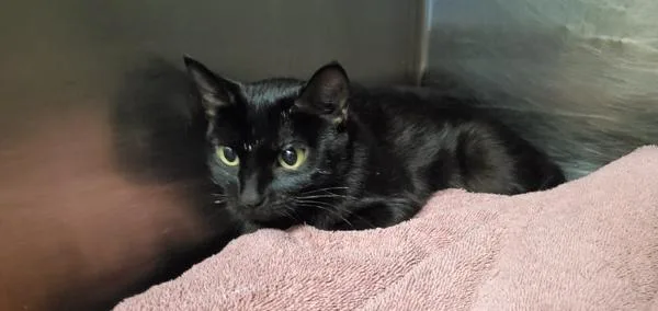 A young small-sized female Domestic Short Hair cat named Kuromi for adoption in Salt Lake City, UT