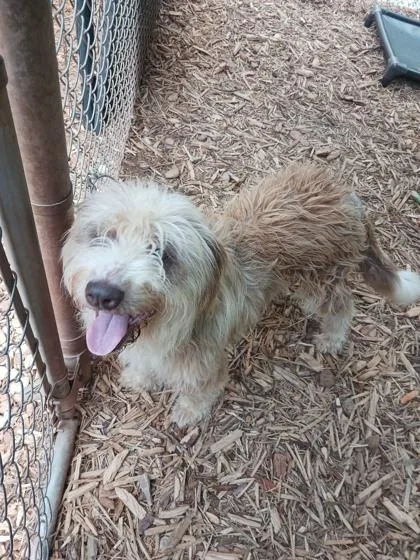 An adult medium-sized female Terrier dog named Camilla for adoption in Cumming, GA