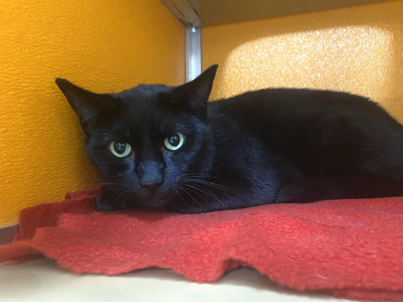 An adult medium-sized female Black Domestic Short Hair cat named Ohana for adoption in Elyria, OH