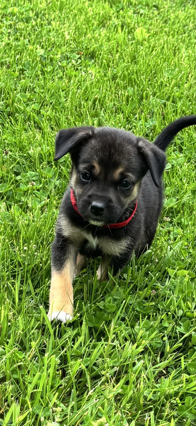 Marci  Red Pup