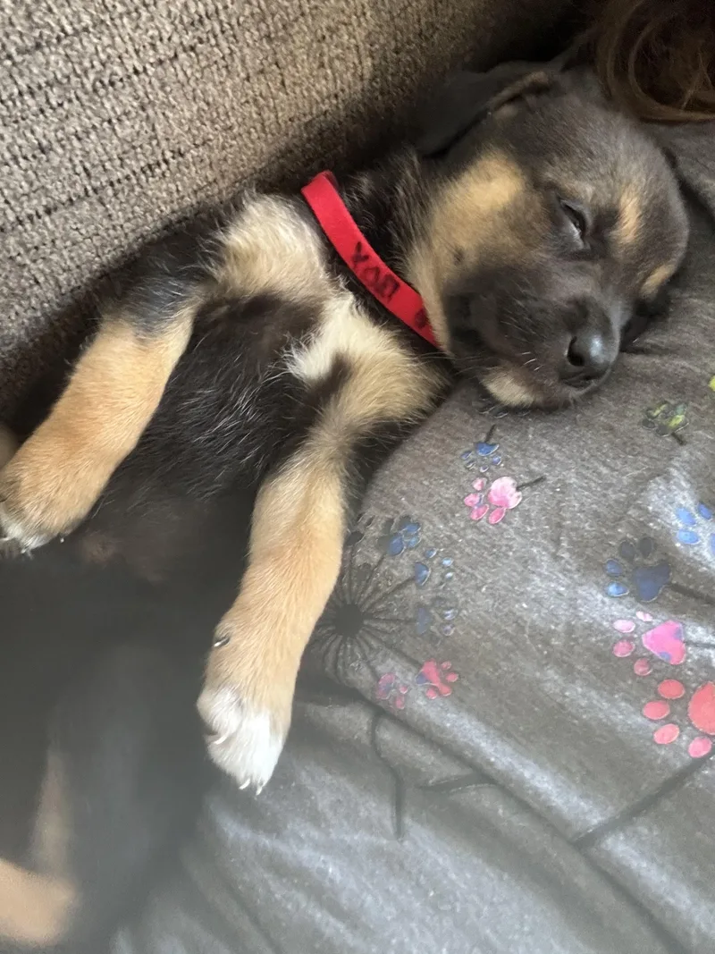 Marci  Red Pup thumbnail 2
