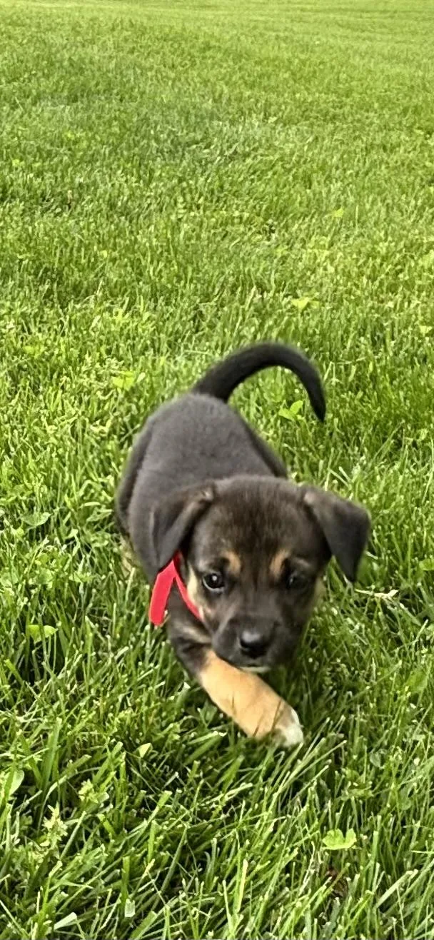 Marci  Red Pup thumbnail 3