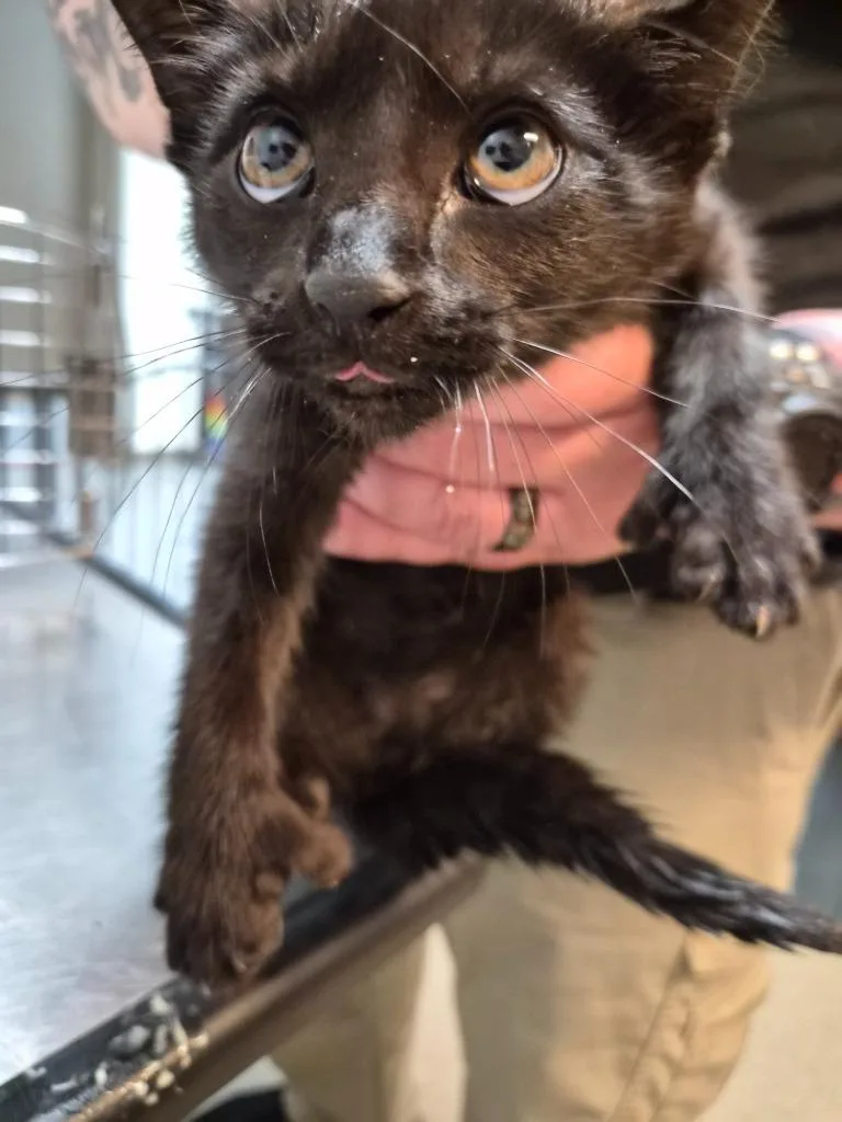 A baby medium-sized male Domestic Short Hair cat named The Fingered Man for adoption in Rome, GA