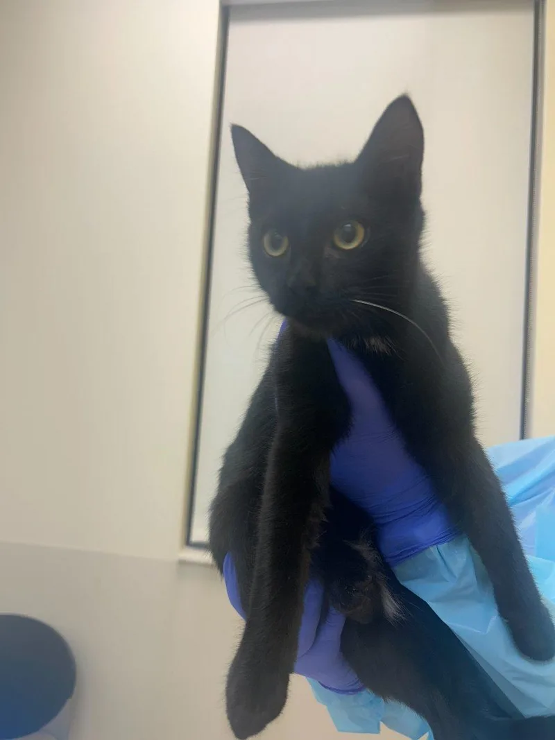 A baby small-sized male Black Domestic Short Hair cat named Tut for adoption in Raleigh, NC