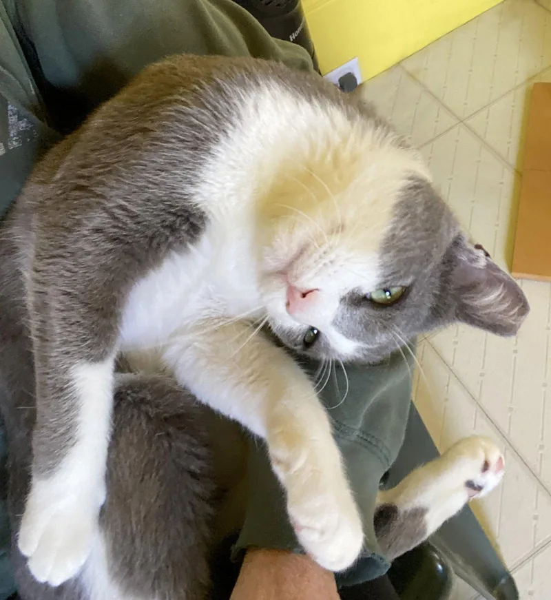 A young medium-sized male Gray & White Domestic Short Hair cat named Enzo for adoption in Alameda, CA
