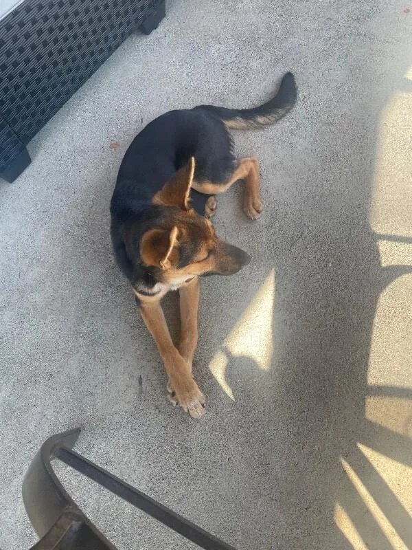 An adult large-sized female German Shepherd Dog dog named Dahlia for adoption in Seattle, WA