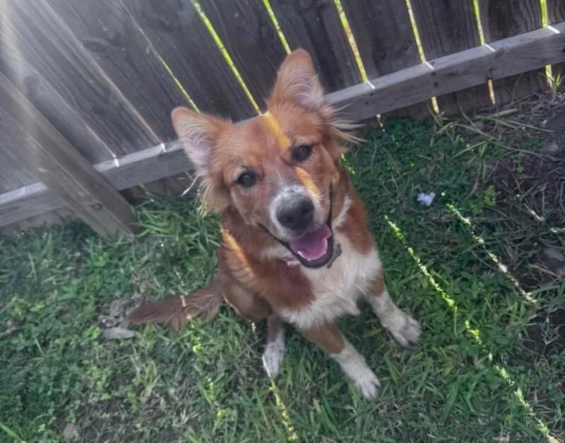 A baby medium-sized female Red / Chestnut / Orange Australian Shepherd dog named Ivy for adoption in Boulder, CO