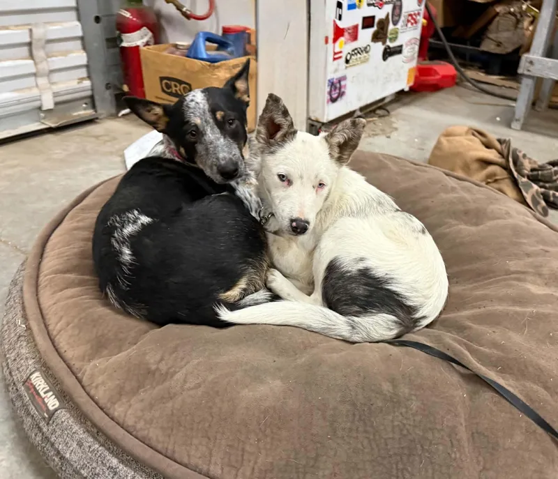 A baby medium-sized male White / Cream Australian Cattle Dog / Blue Heeler dog named Tot for adoption in Bend, OR