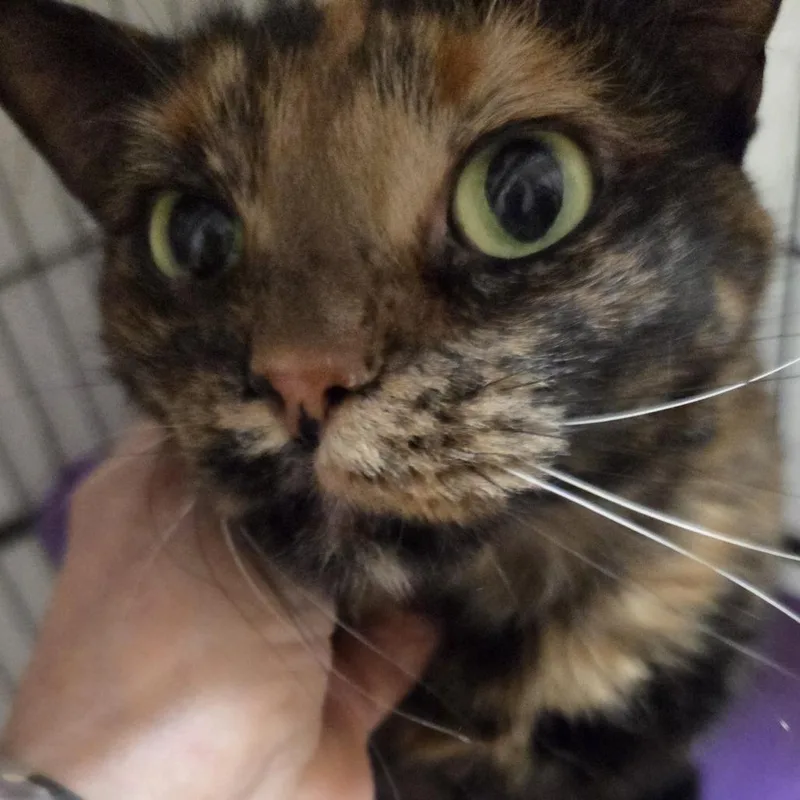 A senior small-sized female Tortoiseshell Domestic Short Hair cat named Narnia for adoption in Branson, MO