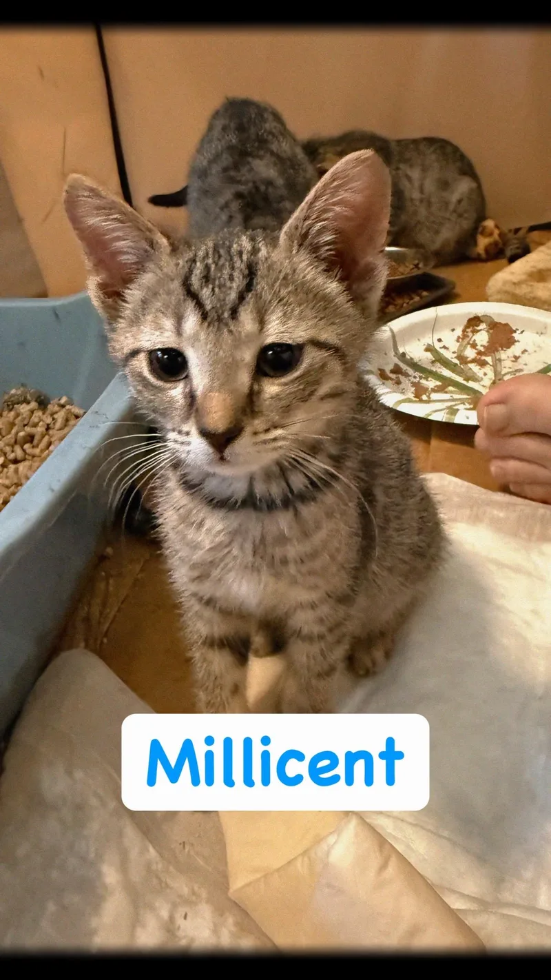 A baby small-sized female Tabby (Brown / Chocolate) Domestic Short Hair cat named Millicent for adoption in Syosset, NY