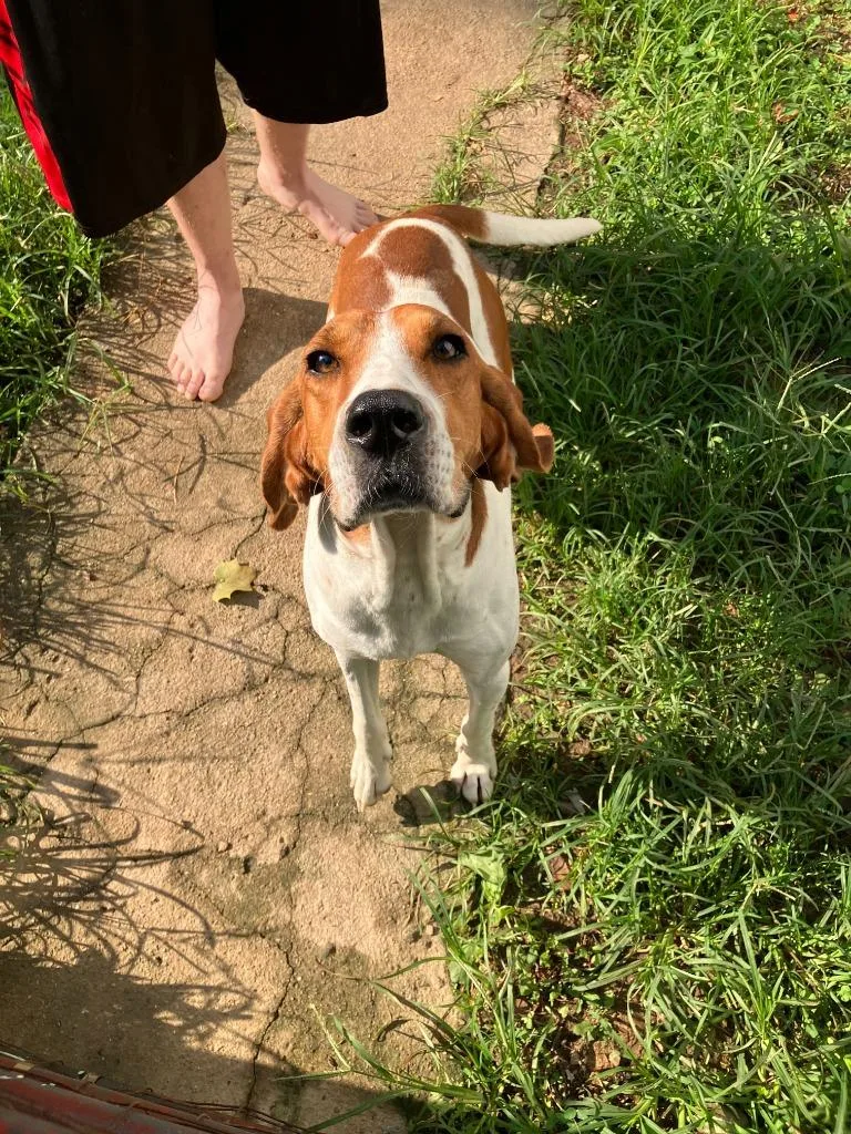 A young large-sized male Hound dog named Cotton Tail Hollow Dog for adoption in Chickamauga , GA