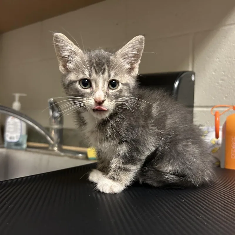A baby small-sized male Gray / Blue / Silver Domestic Short Hair cat named Matthias for adoption in Bristol, IN