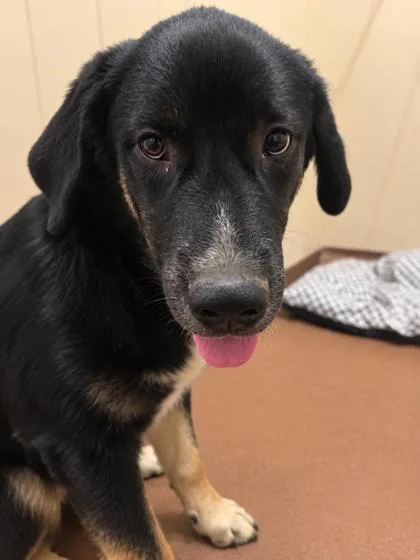 A young large-sized male Black Siberian Husky dog named Bandit for adoption in Winfield, KS