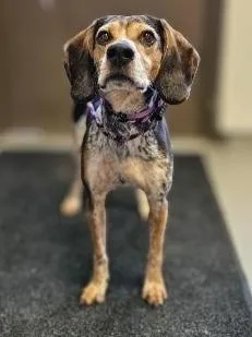 An adult medium-sized male Beagle dog named Echo for adoption in Barron, WI
