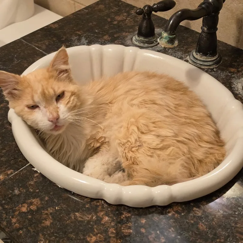 A senior medium-sized male Orange / Red Domestic Medium Hair cat named Leo for adoption in Midland, TX