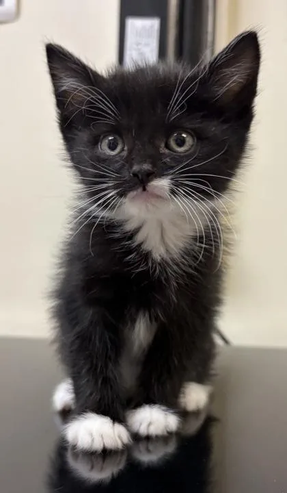 A baby small-sized male Domestic Short Hair cat named Flying Fish for adoption in West Chester, PA