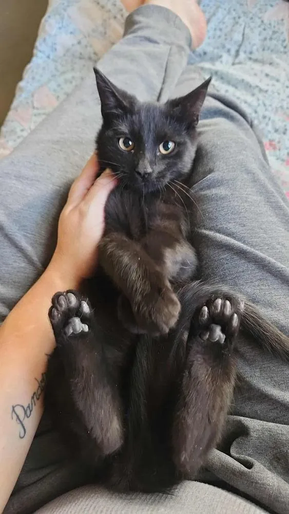 An adult small-sized female Black Domestic Short Hair cat named Minerva for adoption in Lorain, OH