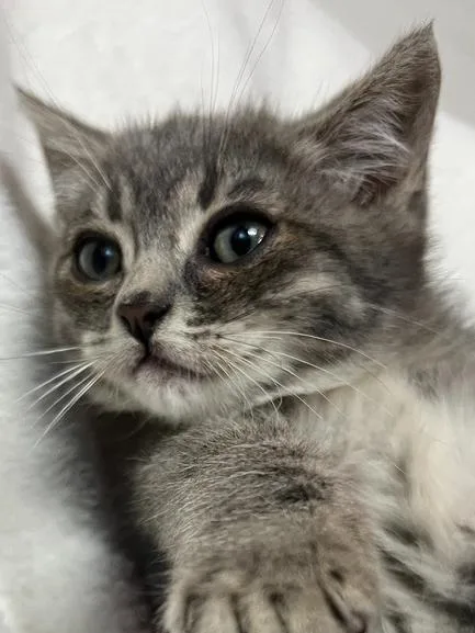 Presley thumbnail 2