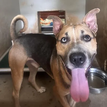 An adult large-sized male Yellow / Tan / Blond / Fawn Pit Bull Terrier dog named Moo for adoption in Austin, TX