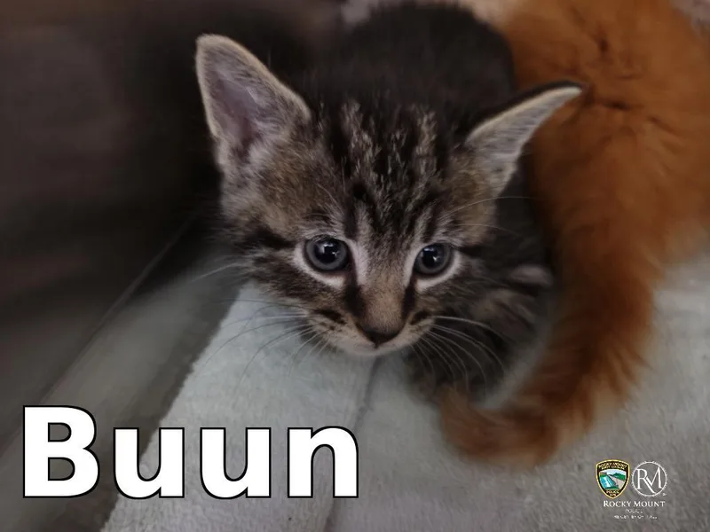 Buun