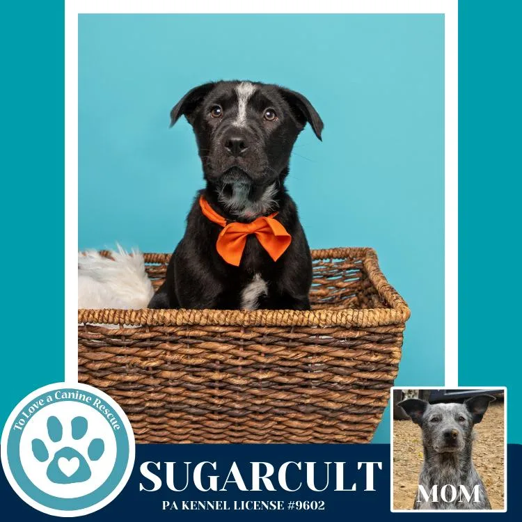 Sugarcult thumbnail 2