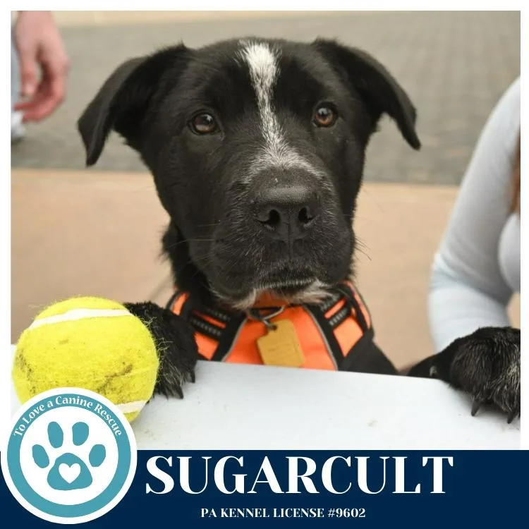 Sugarcult thumbnail 3