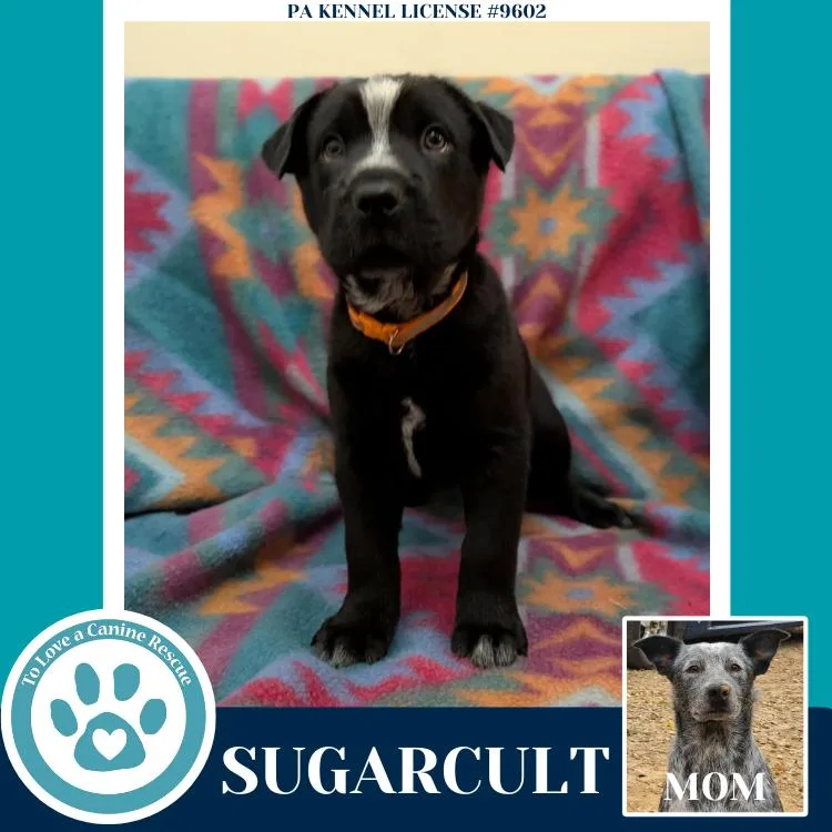 Sugarcult thumbnail 4