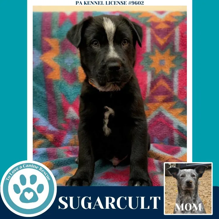 Sugarcult thumbnail 5