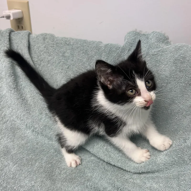 A baby medium-sized female Black & White / Tuxedo Domestic Short Hair cat named Panda Bear for adoption in Mineral Point, WI