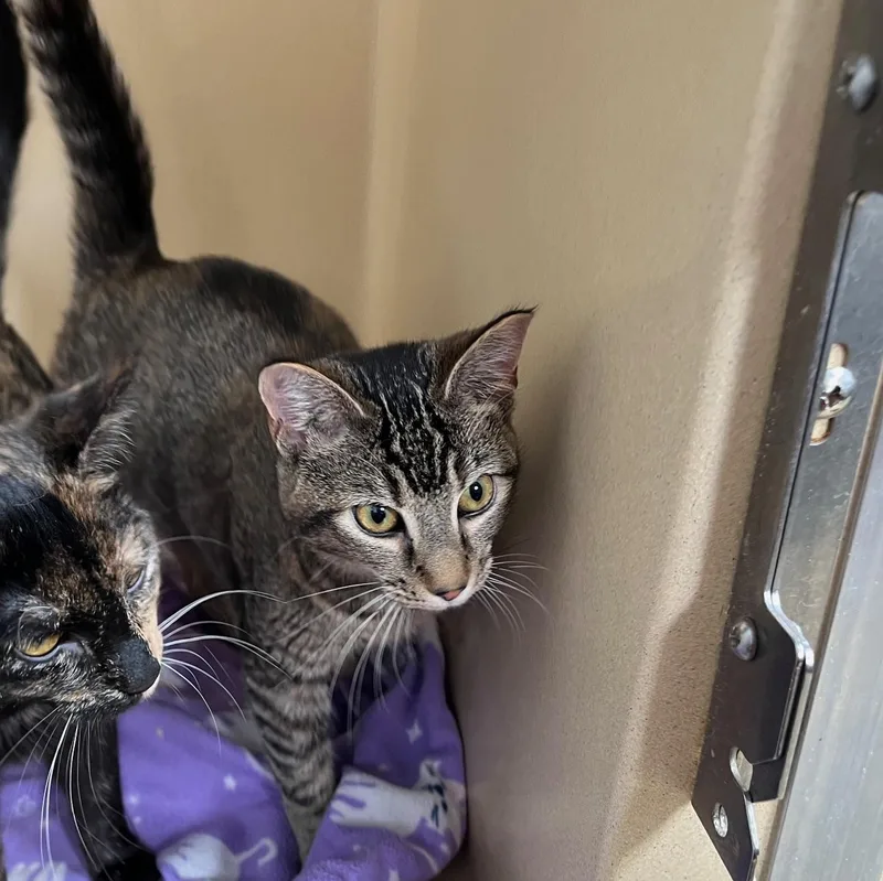 Charmain thumbnail 2