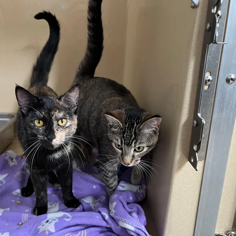 Charmain thumbnail 5