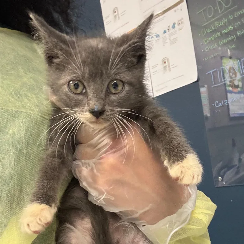A baby small-sized male Gray / Blue / Silver Domestic Short Hair cat named Mali for adoption in Newark, NJ
