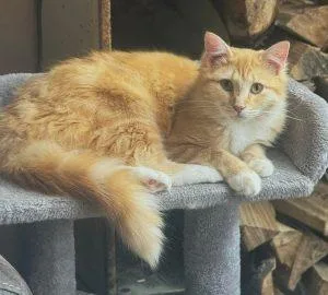A young medium-sized female Tabby (Orange / Red) Domestic Long Hair cat named Amaryllis for adoption in Anchorage, AK