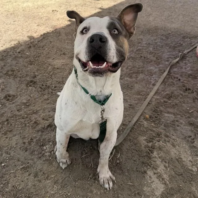 A young large-sized male Pit Bull Terrier dog named Luther for adoption in Thousand Palms, CA