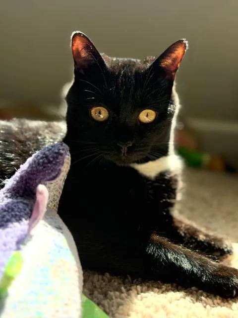 An adult medium-sized female Black & White / Tuxedo Domestic Short Hair cat named Nyx for adoption in Sanford, NC