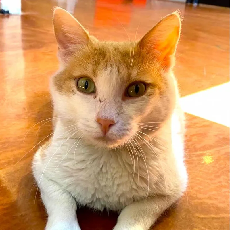 King Augeas thumbnail 2