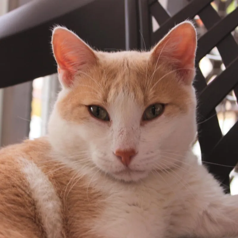 King Augeas thumbnail 3