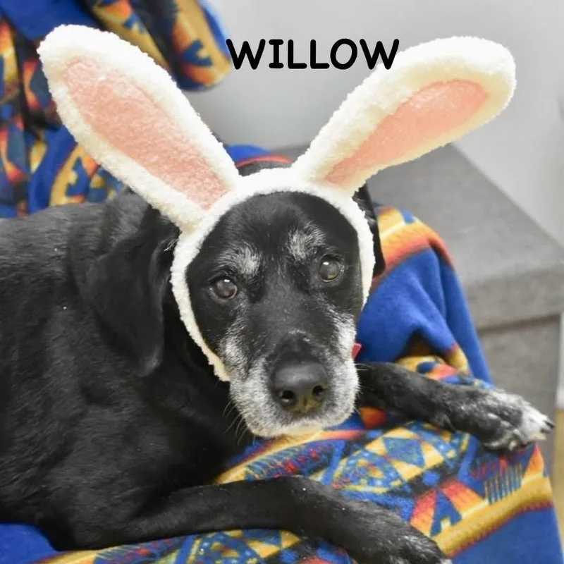 Willow