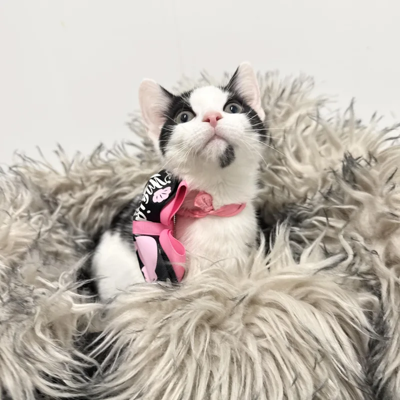 A baby medium-sized female White Domestic Short Hair cat named Sweet Janice for adoption in Burlington, NC