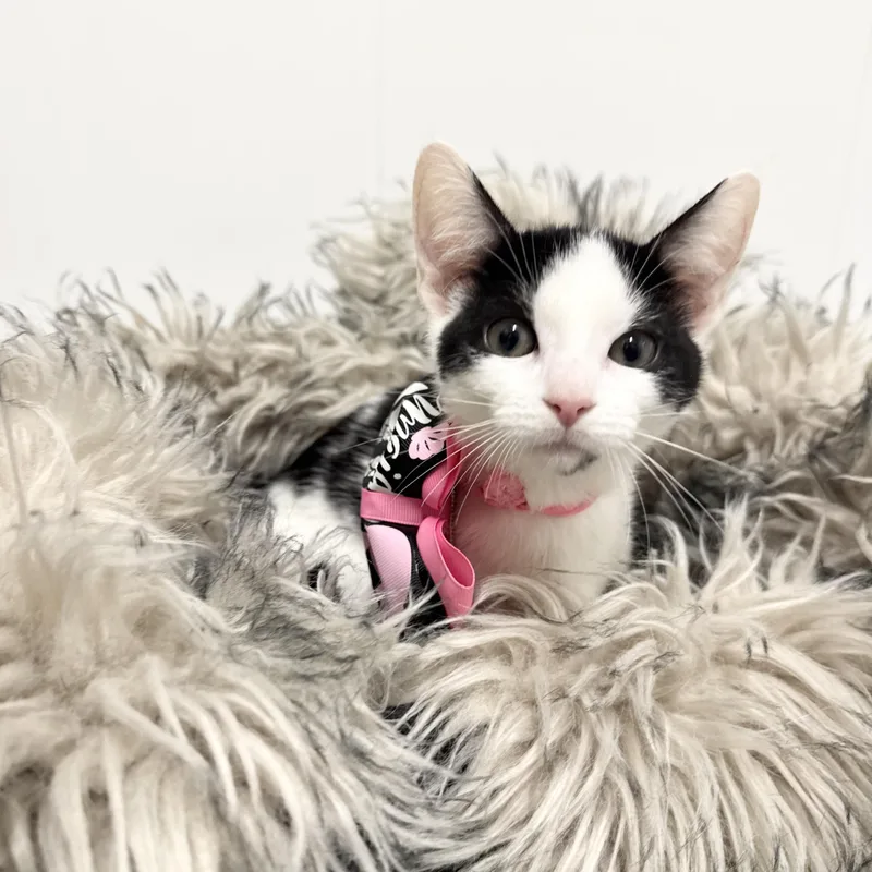 Sweet Janice thumbnail 3