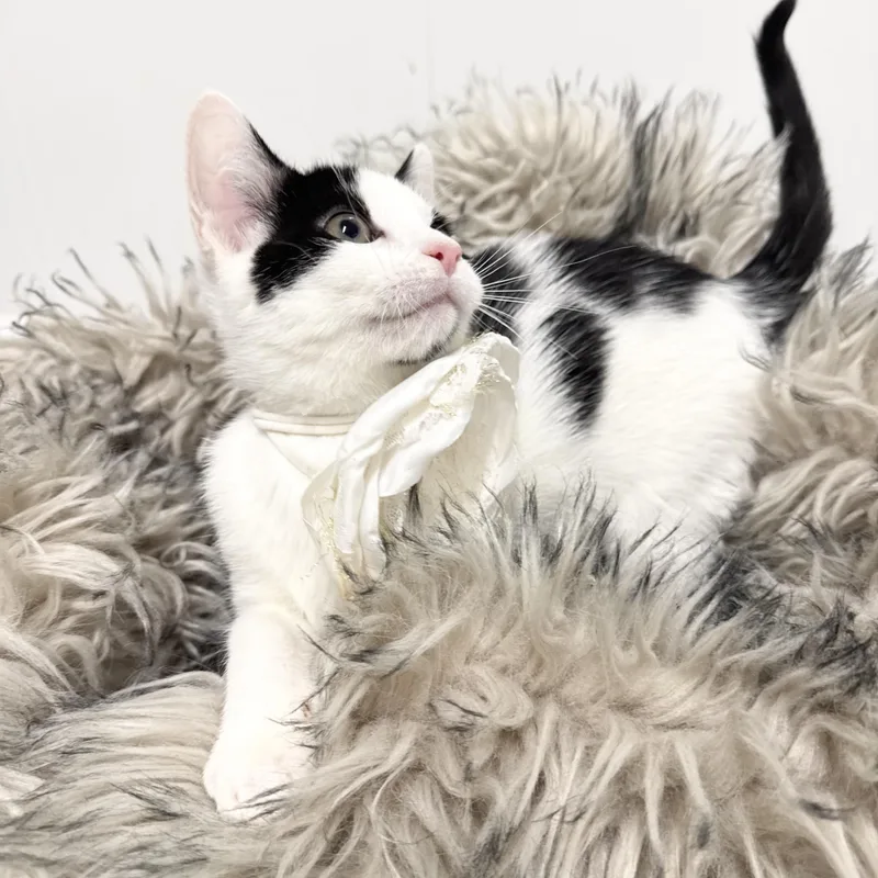 Sweet Janice thumbnail 4