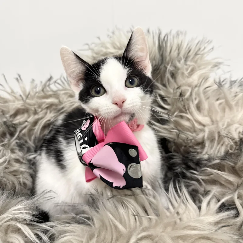 Sweet Janice thumbnail 6