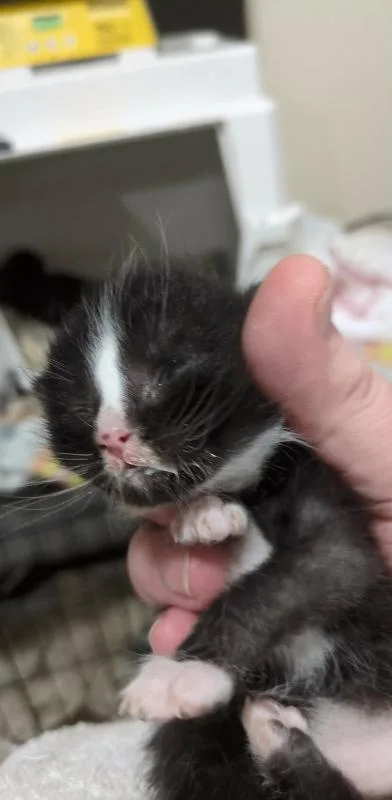 A baby medium-sized male Domestic Short Hair cat named Mordred for adoption in Kennewick, WA