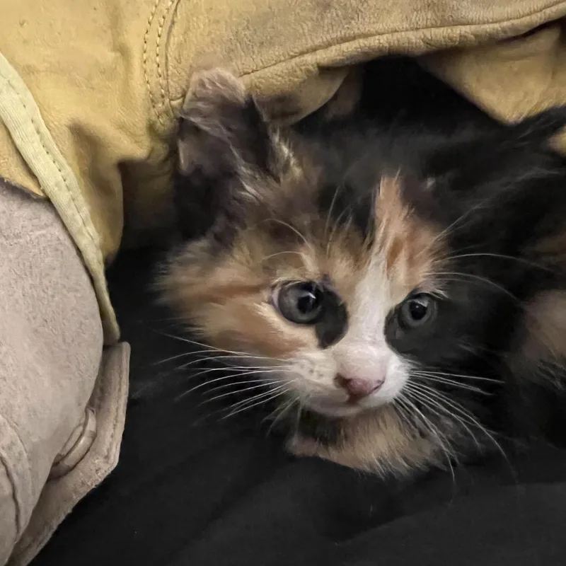 A baby small-sized female Tortoiseshell Domestic Medium Hair cat named Donut  Chino Hills for adoption in Chino Hills, CA