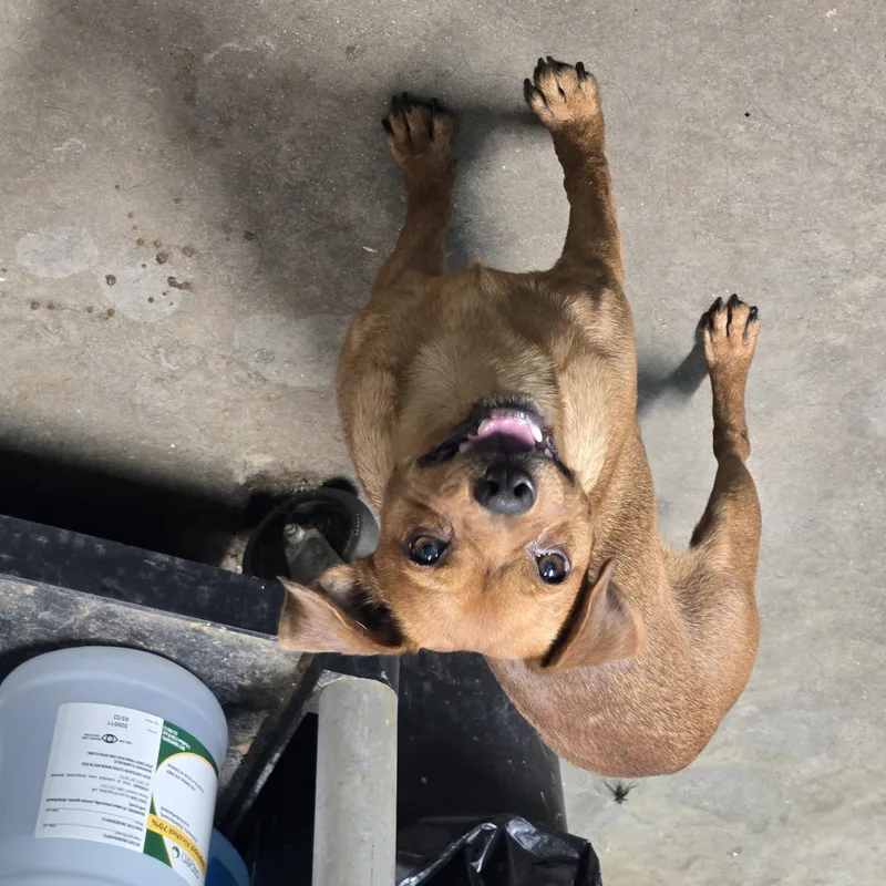 An adult small-sized male Chihuahua dog named Chiko for adoption in Graham, TX