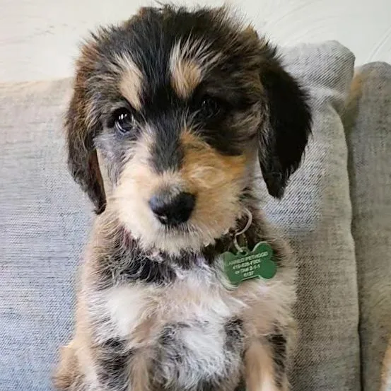 A baby large-sized female Bernese Mountain Dog dog named Millie for adoption in Toledo, OH