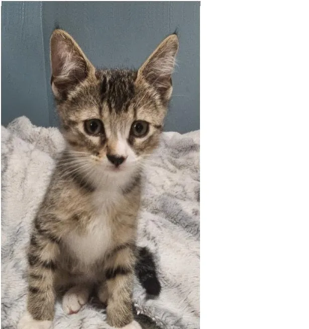 A baby medium-sized male Gray & White Domestic Short Hair cat named Piston for adoption in Lafayette, LA