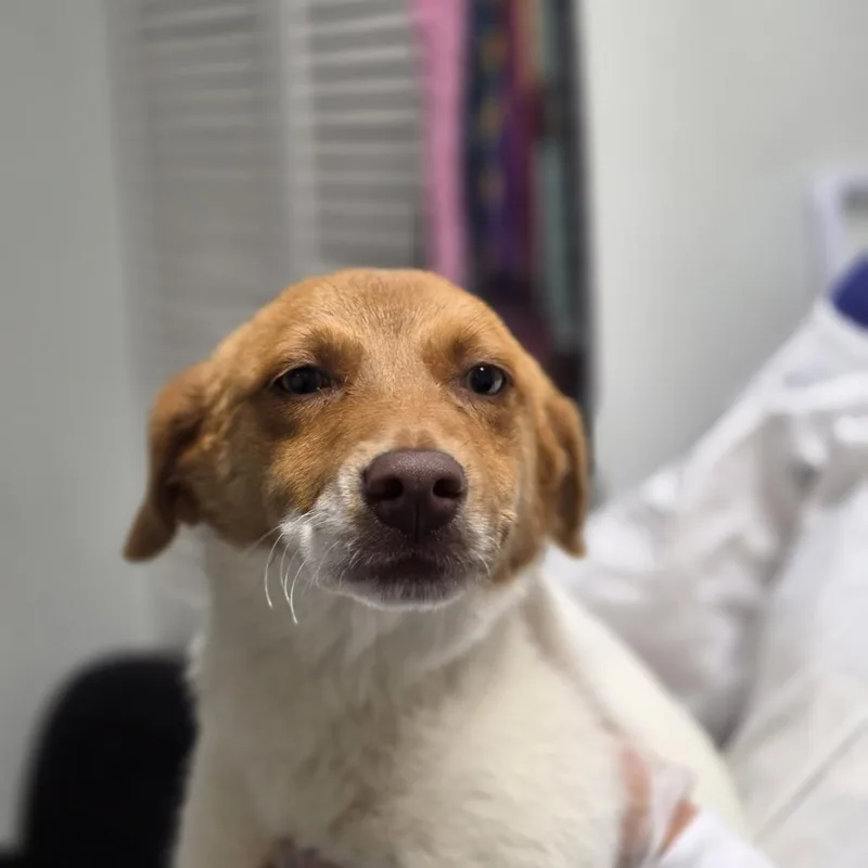 A baby small-sized female White / Cream Mixed Breed dog named London for adoption in Troy, IL