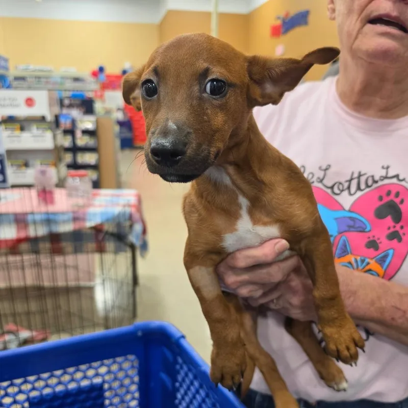 A baby small-sized male Yellow / Tan / Blond / Fawn Mixed Breed dog named Shorty for adoption in Melrose, FL