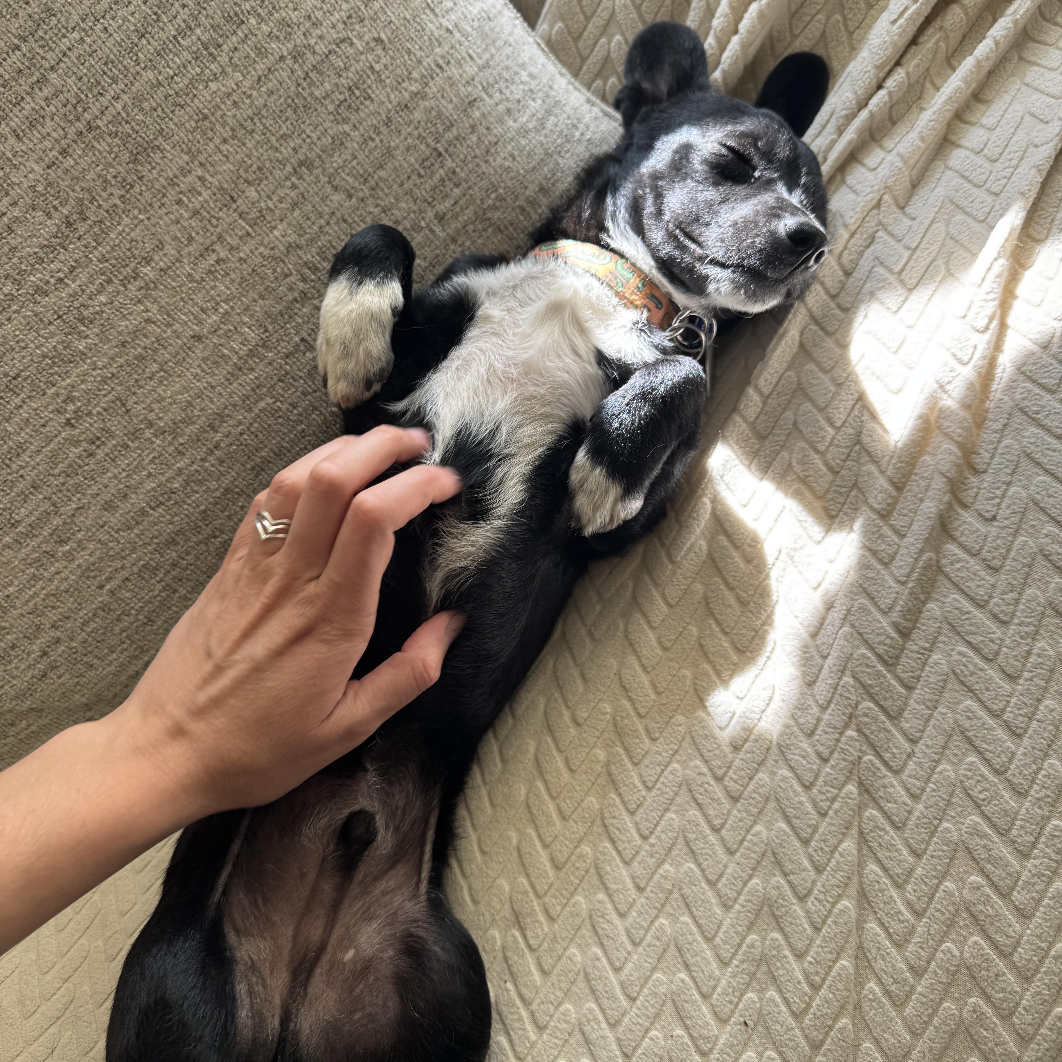 A young small-sized male Black Chihuahua dog named Kevin for adoption in Emeryville, CA